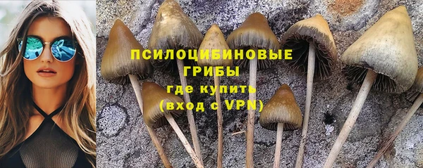 прущие грибы Абдулино